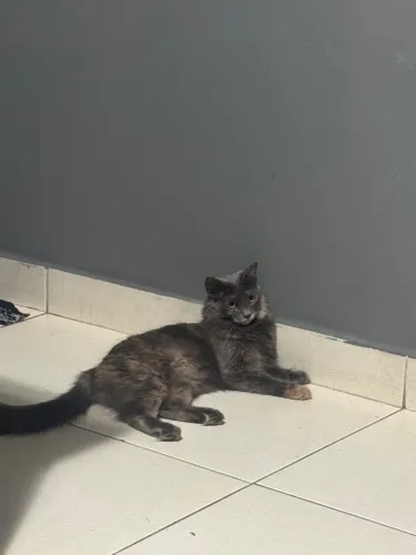 Doação conjunta de gatos 
