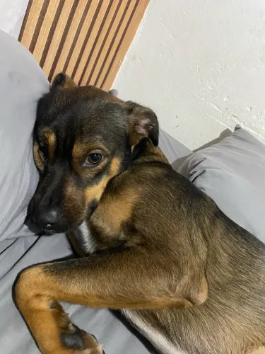Cachorro porte pequeno