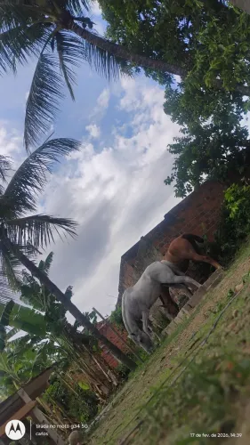 Égua pra vender em agrestina pé