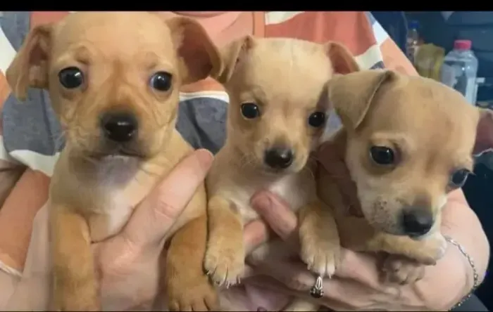 lindos e pequenos pinscher x fox
