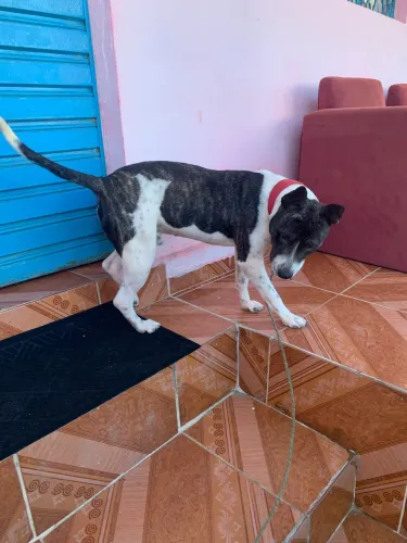 Cachorro pitbull, procura-se parceira