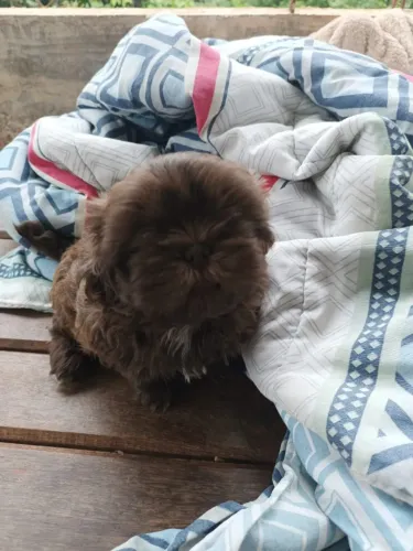 Filhote de Shih Tzu