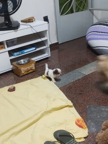 Lindo filhote de Shitzu , somente um machinho.
