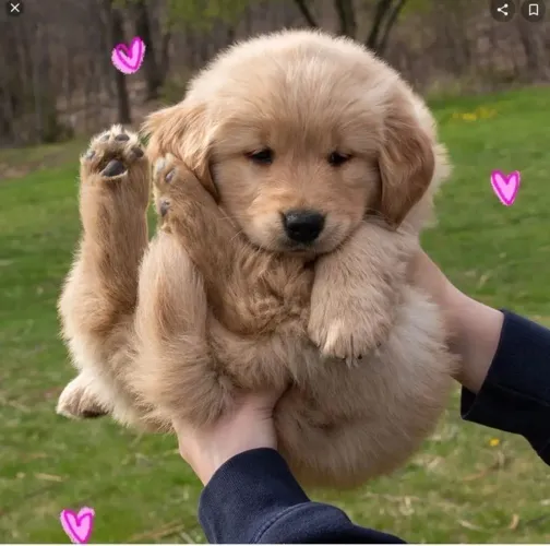 Golden Retriever O Presente Que Combina Emoções E Companhia 