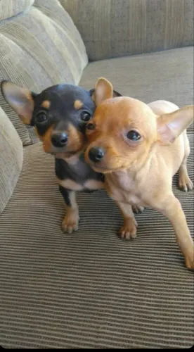 Pinscher