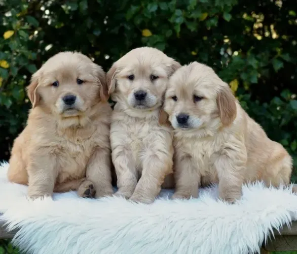 Golden Retriever - O Presente Ideal Para Criar Novas Histórias 