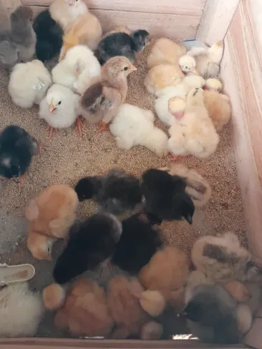 Vendo pintinhos caipira 10 Reis cada