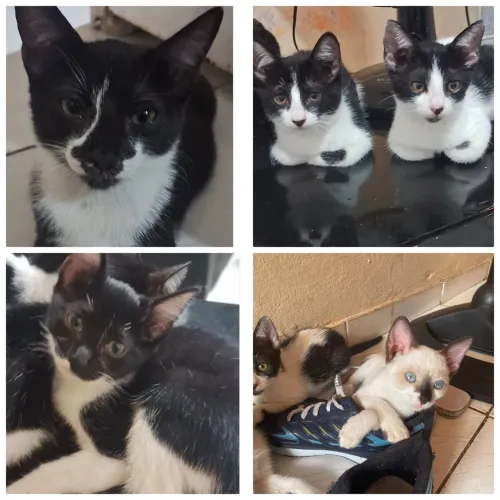 Lindos filhotes para adoção responsável.