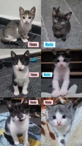 Gatinhos filhotes adoção