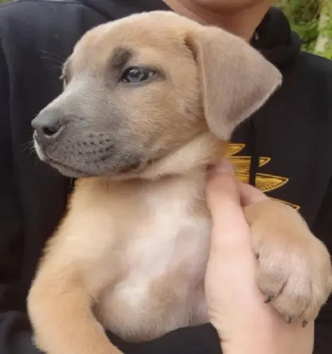 labrador x pastor Sua casa vai ser muito mais feliz com um filhote ? Chama no zp 9.9751.64