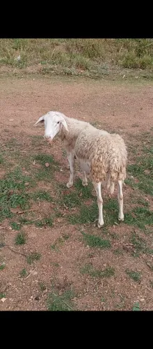 Vendo carneiro ótimo reprodutor