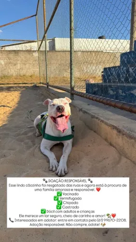 Adoção Responsável