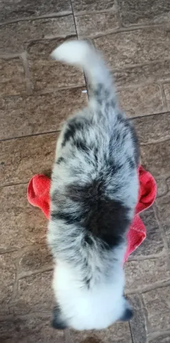 Vendo collie blue merle