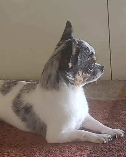 chihuahua macho disponível para cobertura