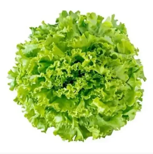 SEMENTES DE ALFACE CRESPA ISLÃ 500G