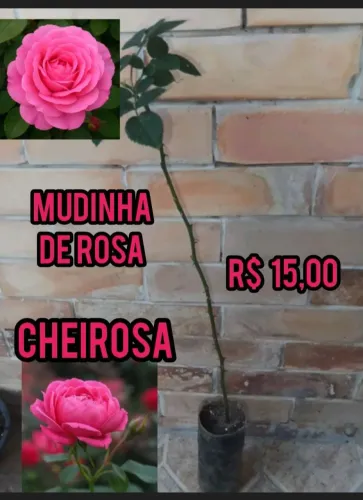 Mudinha de rosa cor rosa cheirosa