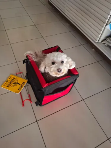 Cadeira para pet bike
