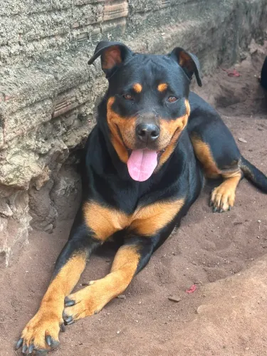 Cachorro