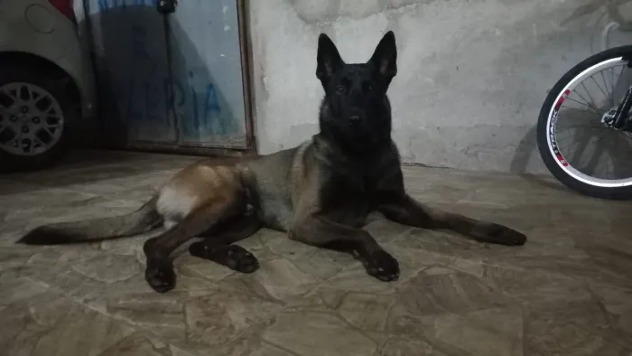 Pastor malinois para cruzar