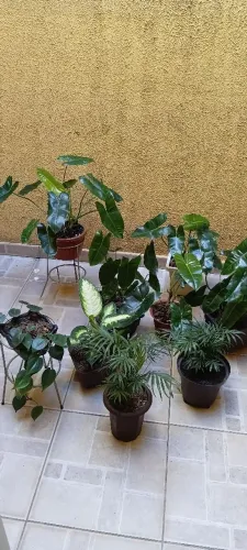 Vendendo vários vasos plantas