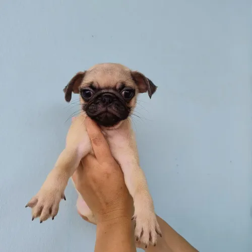 Filhote Pug Macho