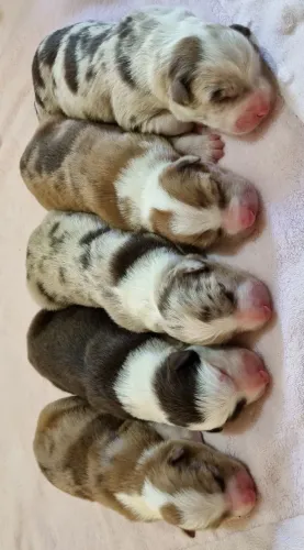 Border collie com pedigree CBKC 