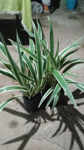 Plantas e jardins