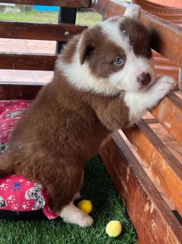 Border Collie | Filhotes fofinhos