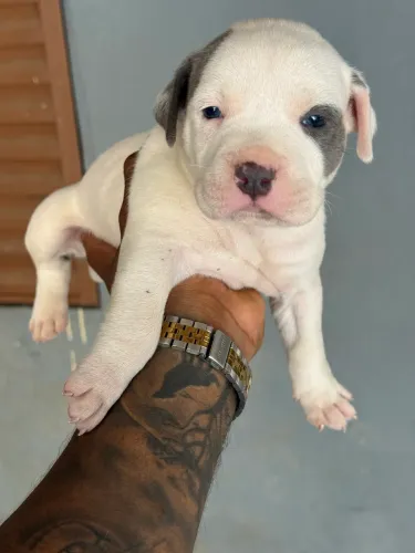 Leia o anúncio  5 filhotes MACHOS AMERICAN BULLY