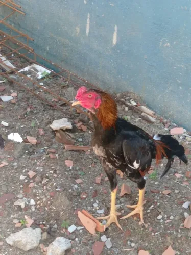 Galo da linhagem shamo