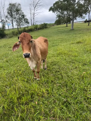 Vaca a venda 
