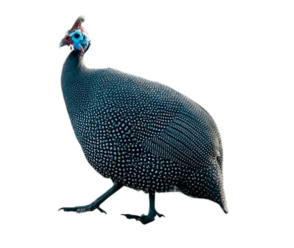 Galinha da Angola