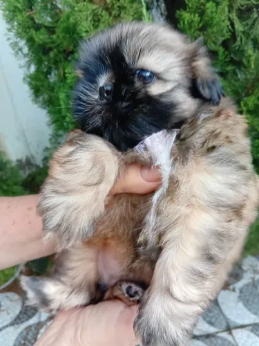 Vendo Shih Tzu Fêmea