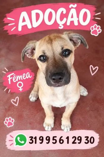 Cachorra fêmea