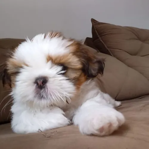 Shih Tzu