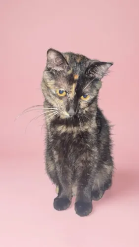 Doação de gatinha 