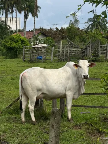 Vaca Nelore pura, prenha!