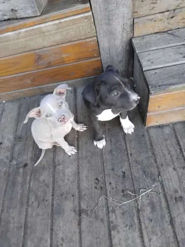  filhotinhos de pitbull