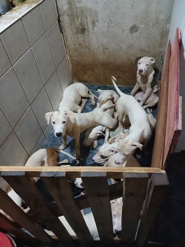 Doa se filhote de pit Bull macho e fêmea