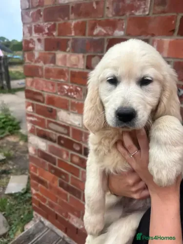Cãozinho muito alegre Golden Retriever