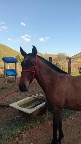 Potro a venda