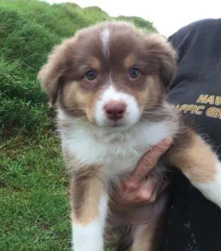 Border Collie - Patinhas Que Conquista Olhares