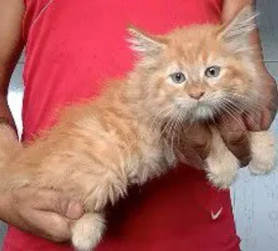 Maine coon
