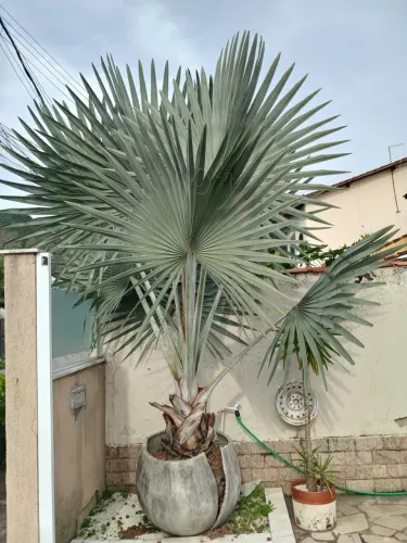 Palmeira-Azul Gigante (Bismarckia nobilis) - 3 a 4m de Altura