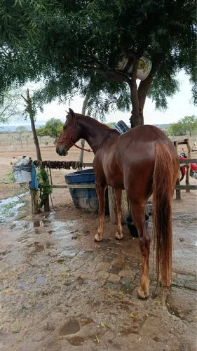 Cavalo MM