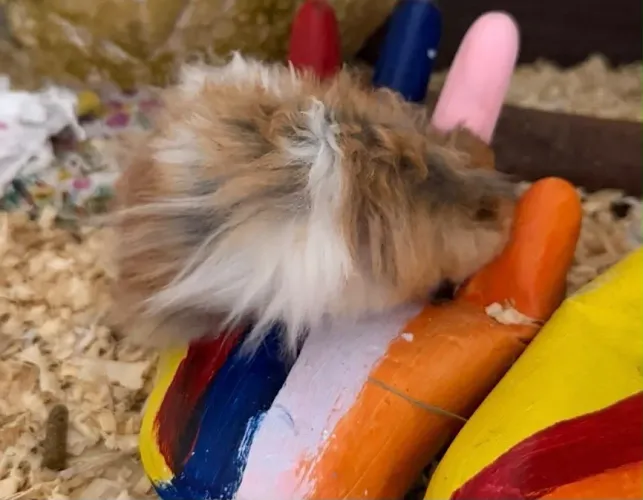 Filhote de hamster sírio angora
