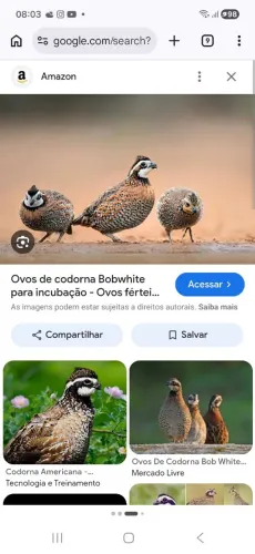 CODORNAS BOB WHITE PERDIZ DA VIRGÍNIA. 