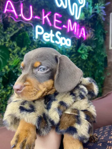 Dachshund !!! Chocolate 