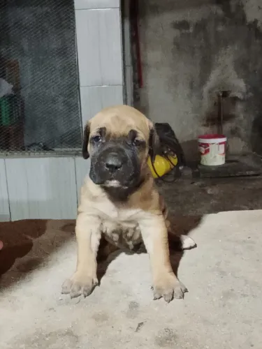 Fila brasileiro
