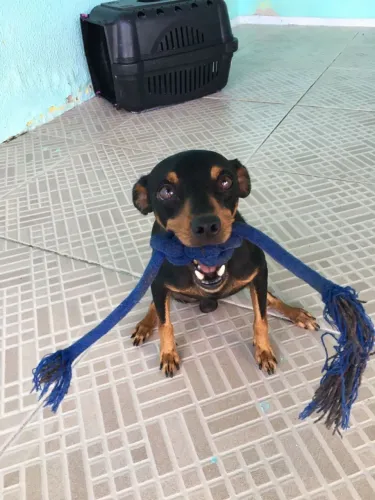 Doação  de pets raça pinche 